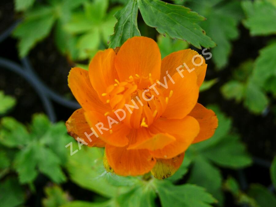 Upolín - Trollius asiaticus