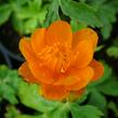 Upolín - Trollius asiaticus