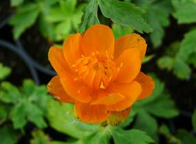 Upolín - Trollius asiaticus