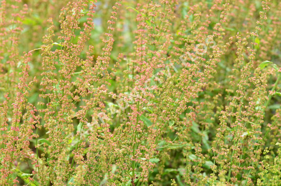 Šťovík krvavý - Rumex sanguinea ssp. sanguineus