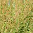 Šťovík krvavý - Rumex sanguinea ssp. sanguineus