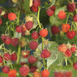 Maliník remontantní 'Autumn Bliss' - Rubus idaeus 'Autumn Bliss'