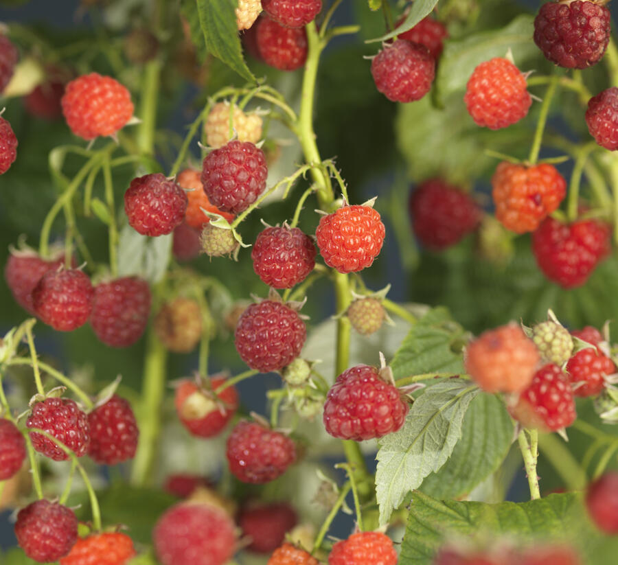 Maliník remontantní 'Autumn Bliss' - Rubus idaeus 'Autumn Bliss'