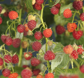 Maliník remontantní 'Autumn Bliss' - Rubus idaeus 'Autumn Bliss'