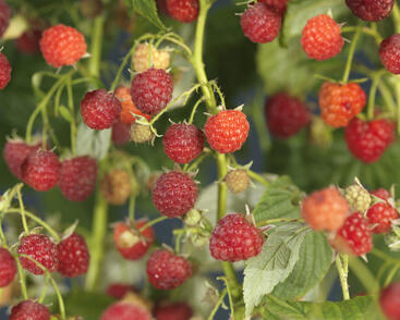 Maliník remontantní 'Autumn Bliss'