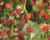 Maliník remontantní 'Autumn Bliss'