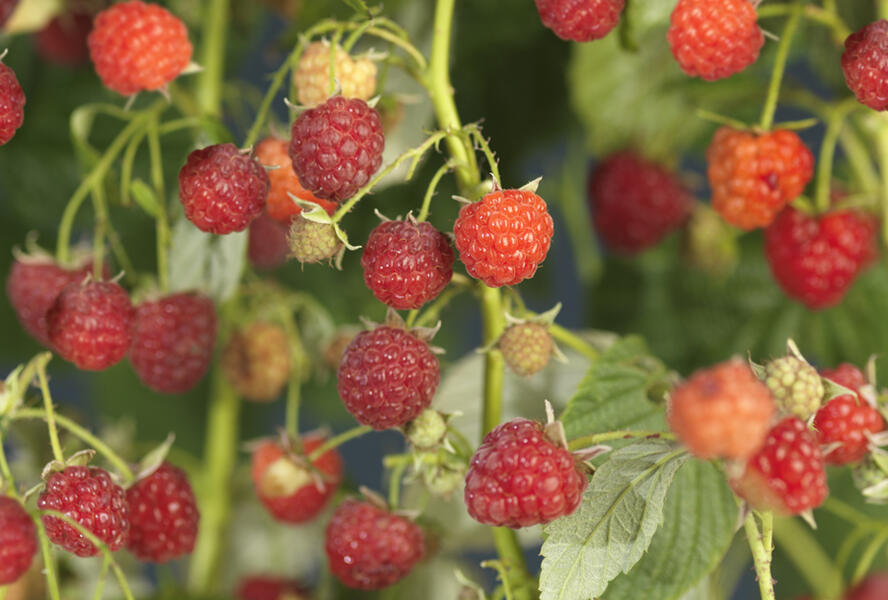 Maliník remontantní 'Autumn Bliss' - Rubus idaeus 'Autumn Bliss'