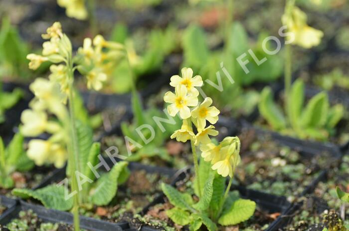 Prvosenka vyšší 'Wildform' - Primula elatior 'Wildform'