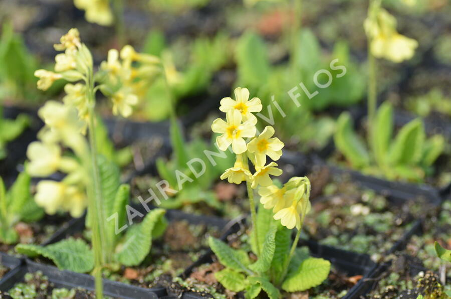 Prvosenka vyšší 'Wildform' - Primula elatior 'Wildform'