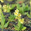 Prvosenka vyšší 'Wildform' - Primula elatior 'Wildform'