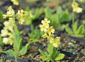 Prvosenka vyšší 'Wildform' - Primula elatior 'Wildform'