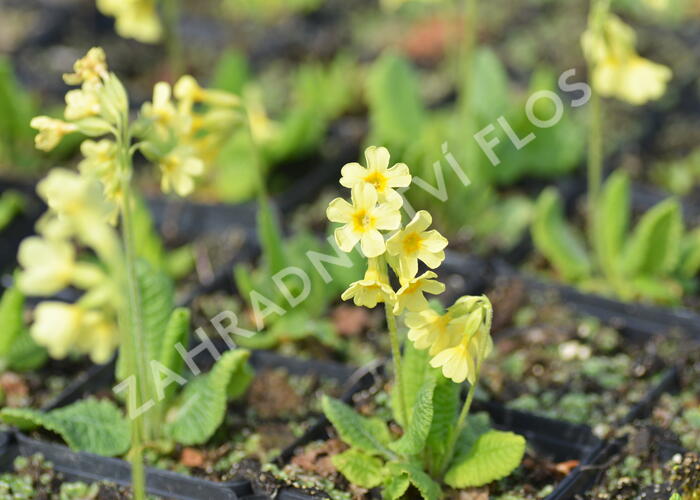 Prvosenka vyšší 'Wildform' - Primula elatior 'Wildform'