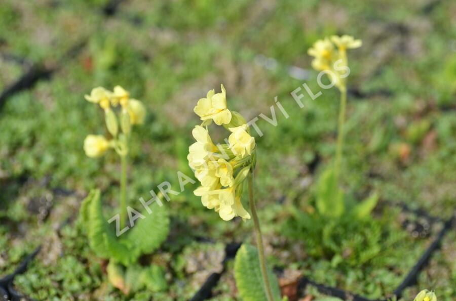 Prvosenka vyšší 'Wildform' - Primula elatior 'Wildform'