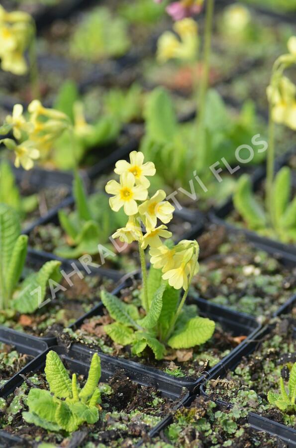 Prvosenka vyšší 'Wildform' - Primula elatior 'Wildform'
