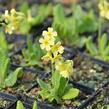 Prvosenka vyšší 'Wildform' - Primula elatior 'Wildform'