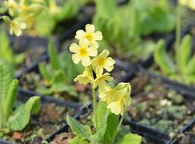 Prvosenka vyšší 'Wildform' - Primula elatior 'Wildform'