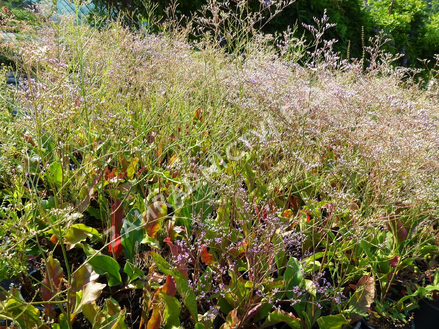 Limonka širokolistá - Limonium latifolium