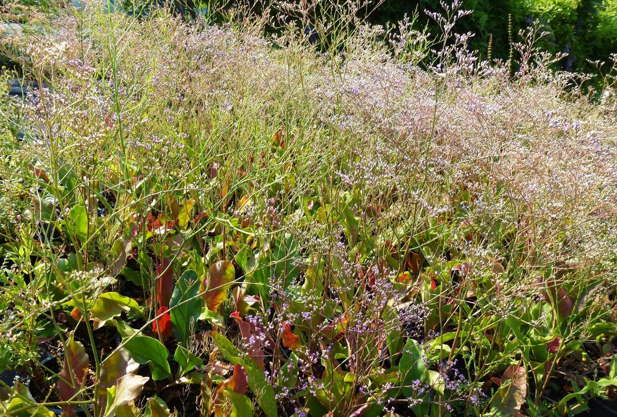 Limonka širokolistá - Limonium latifolium