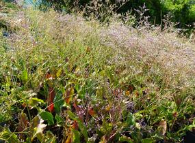 Limonka širokolistá - Limonium latifolium