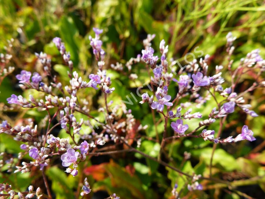Limonka širokolistá - Limonium latifolium