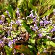 Limonka širokolistá - Limonium latifolium