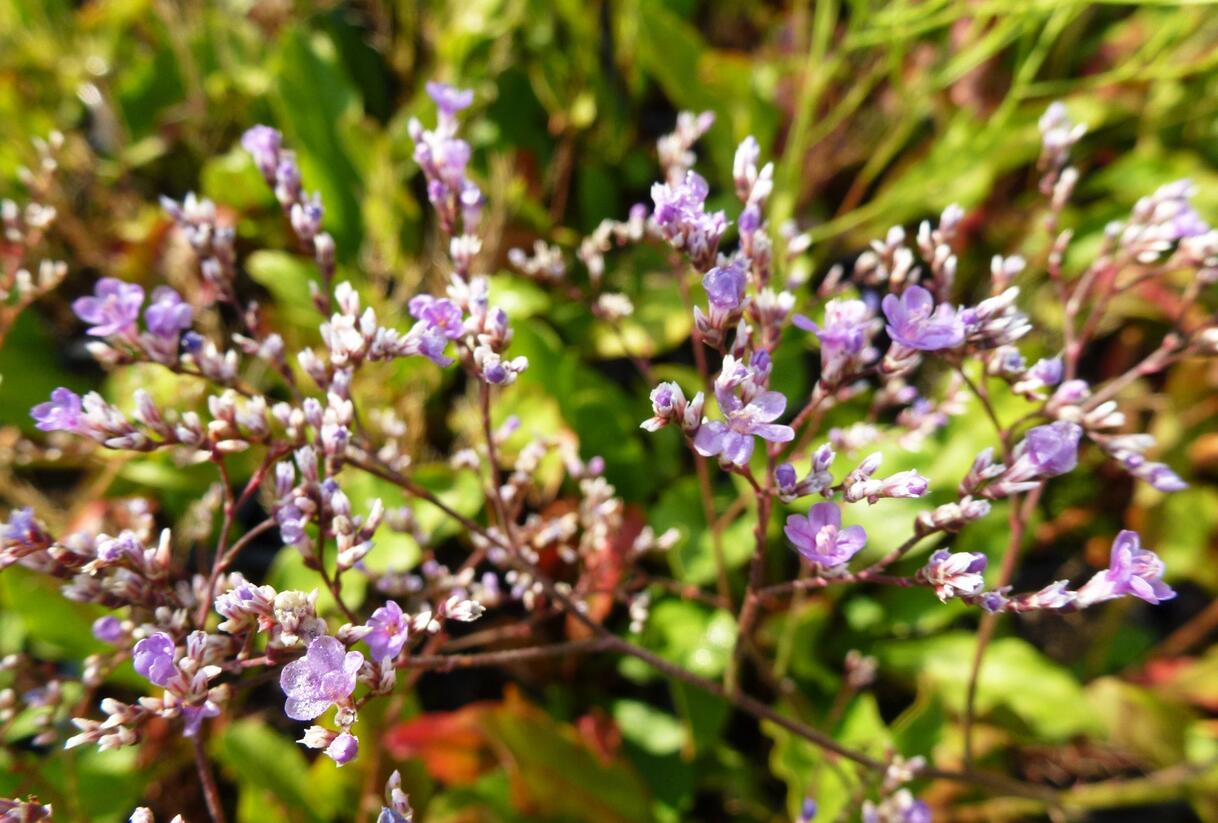 Limonka širokolistá - Limonium latifolium
