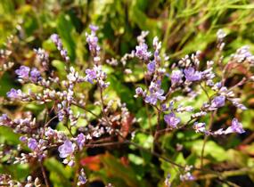 Limonka širokolistá - Limonium latifolium