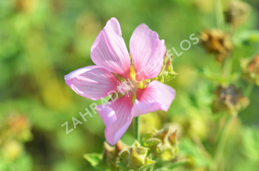 Slézovec durynský - Lavatera thuringiaca