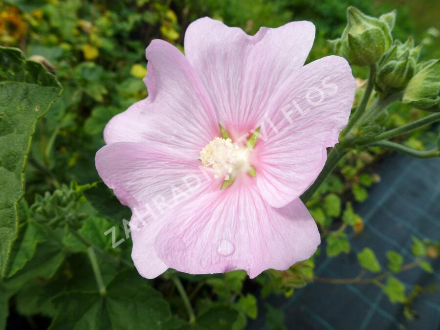 Slézovec durynský - Lavatera thuringiaca