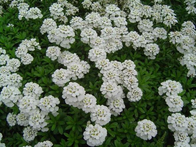 Iberka vždyzelená 'Schneeflocke' - Iberis sempervirens 'Schneeflocke'