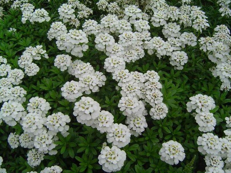 Iberka vždyzelená 'Schneeflocke' - Iberis sempervirens 'Schneeflocke'