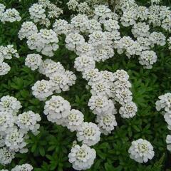 Iberka vždyzelená 'Schneeflocke' - Iberis sempervirens 'Schneeflocke'