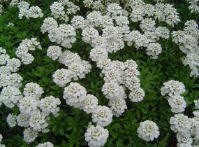 Iberka vždyzelená 'Schneeflocke' - Iberis sempervirens 'Schneeflocke'