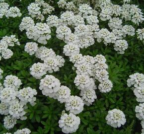 Iberka vždyzelená 'Schneeflocke' - Iberis sempervirens 'Schneeflocke'