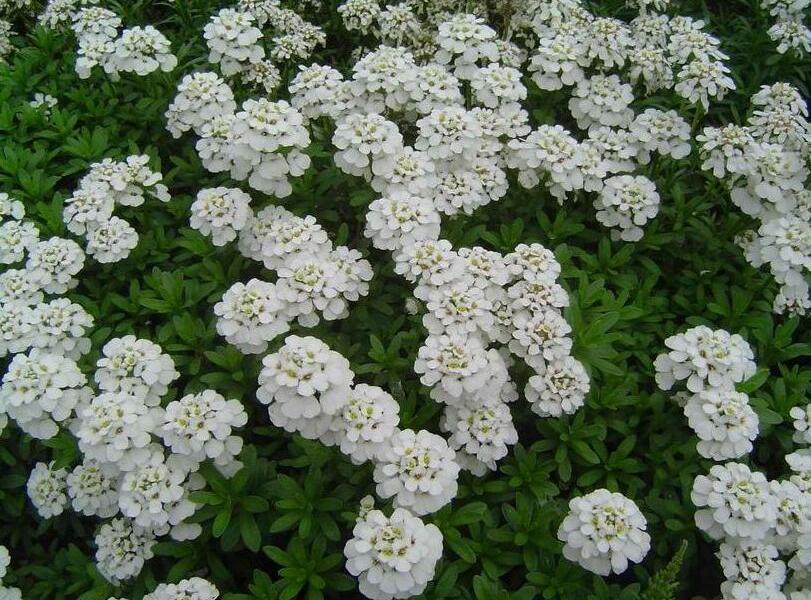 Iberka vždyzelená 'Schneeflocke' - Iberis sempervirens 'Schneeflocke'