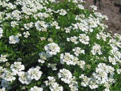 Iberka vždyzelená 'Schneeflocke' - Iberis sempervirens 'Schneeflocke'