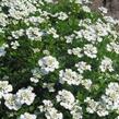 Iberka 'Schneeflocke' - Iberis sempervirens 'Schneeflocke'