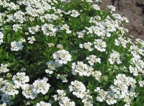 Iberka vždyzelená 'Schneeflocke' - Iberis sempervirens 'Schneeflocke'