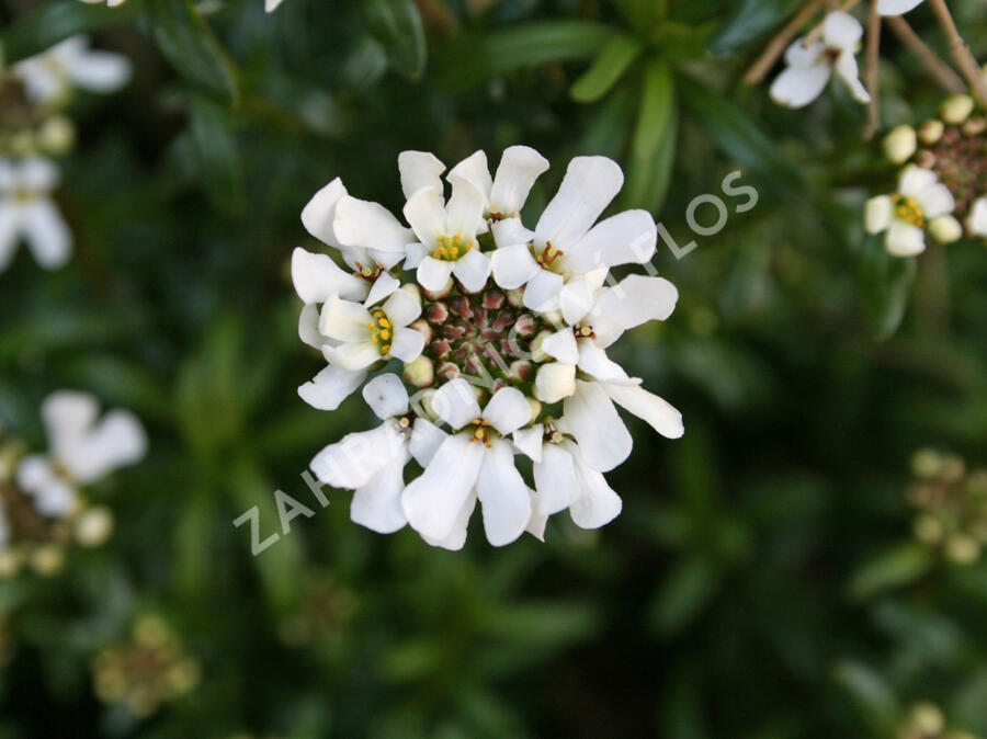 Iberka vždyzelená 'Schneeflocke' - Iberis sempervirens 'Schneeflocke'