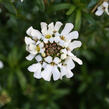 Iberka 'Schneeflocke' - Iberis sempervirens 'Schneeflocke'