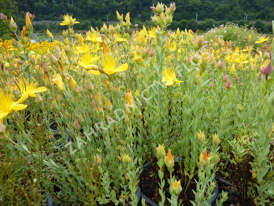 Třezalka malolistá 'Grandiflorum' - Hypericum polyphyllum 'Grandiflorum'