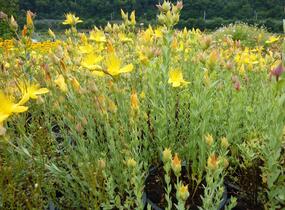 Třezalka malolistá 'Grandiflorum' - Hypericum polyphyllum 'Grandiflorum'