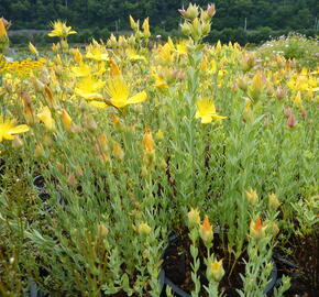 Třezalka malolistá 'Grandiflorum' - Hypericum polyphyllum 'Grandiflorum'
