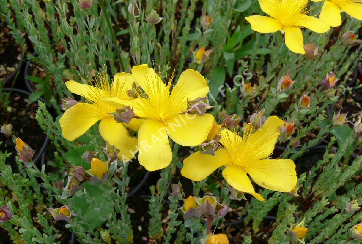 Třezalka malolistá 'Grandiflorum' - Hypericum polyphyllum 'Grandiflorum'