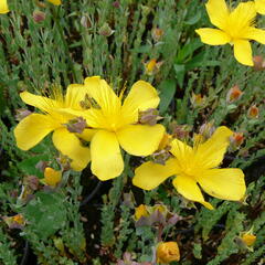 Třezalka malolistá 'Grandiflorum' - Hypericum polyphyllum 'Grandiflorum'