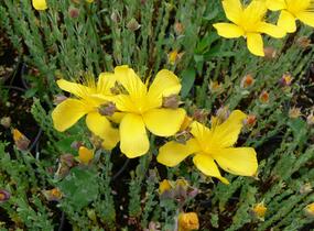 Třezalka malolistá 'Grandiflorum' - Hypericum polyphyllum 'Grandiflorum'
