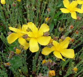 Třezalka malolistá 'Grandiflorum' - Hypericum polyphyllum 'Grandiflorum'