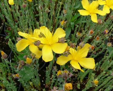 Třezalka malolistá 'Grandiflorum'