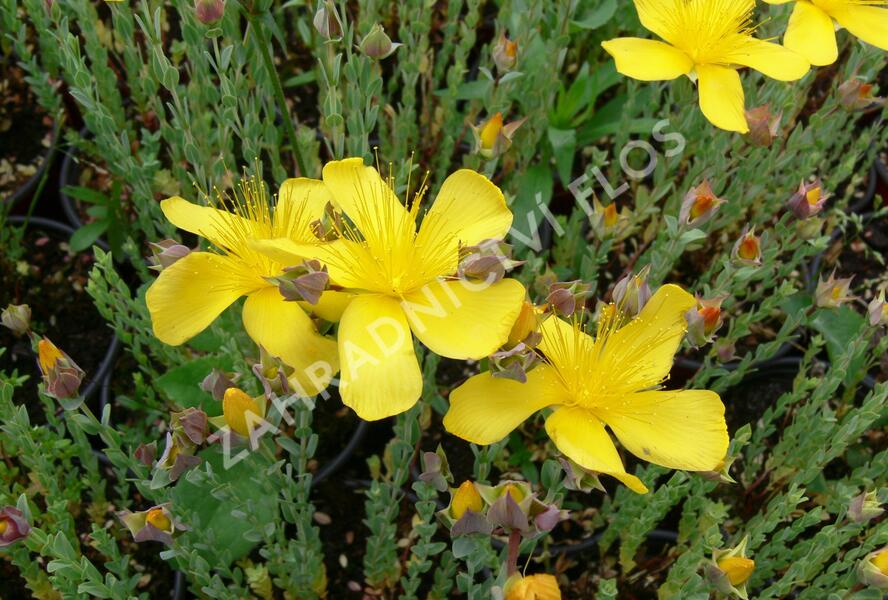 Třezalka malolistá 'Grandiflorum' - Hypericum polyphyllum 'Grandiflorum'