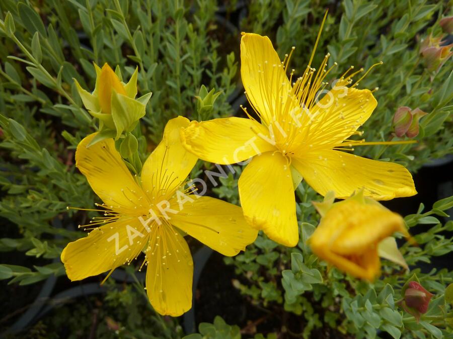 Třezalka malolistá 'Grandiflorum' - Hypericum polyphyllum 'Grandiflorum'
